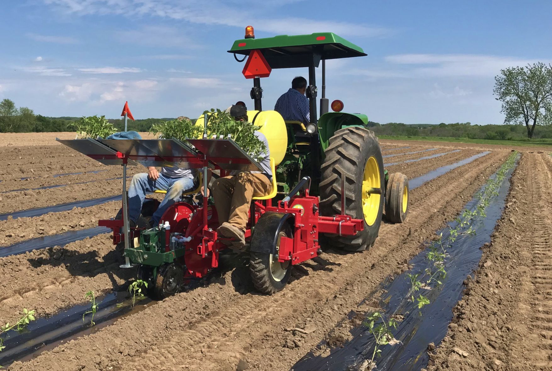 Tomato plants are transplanted